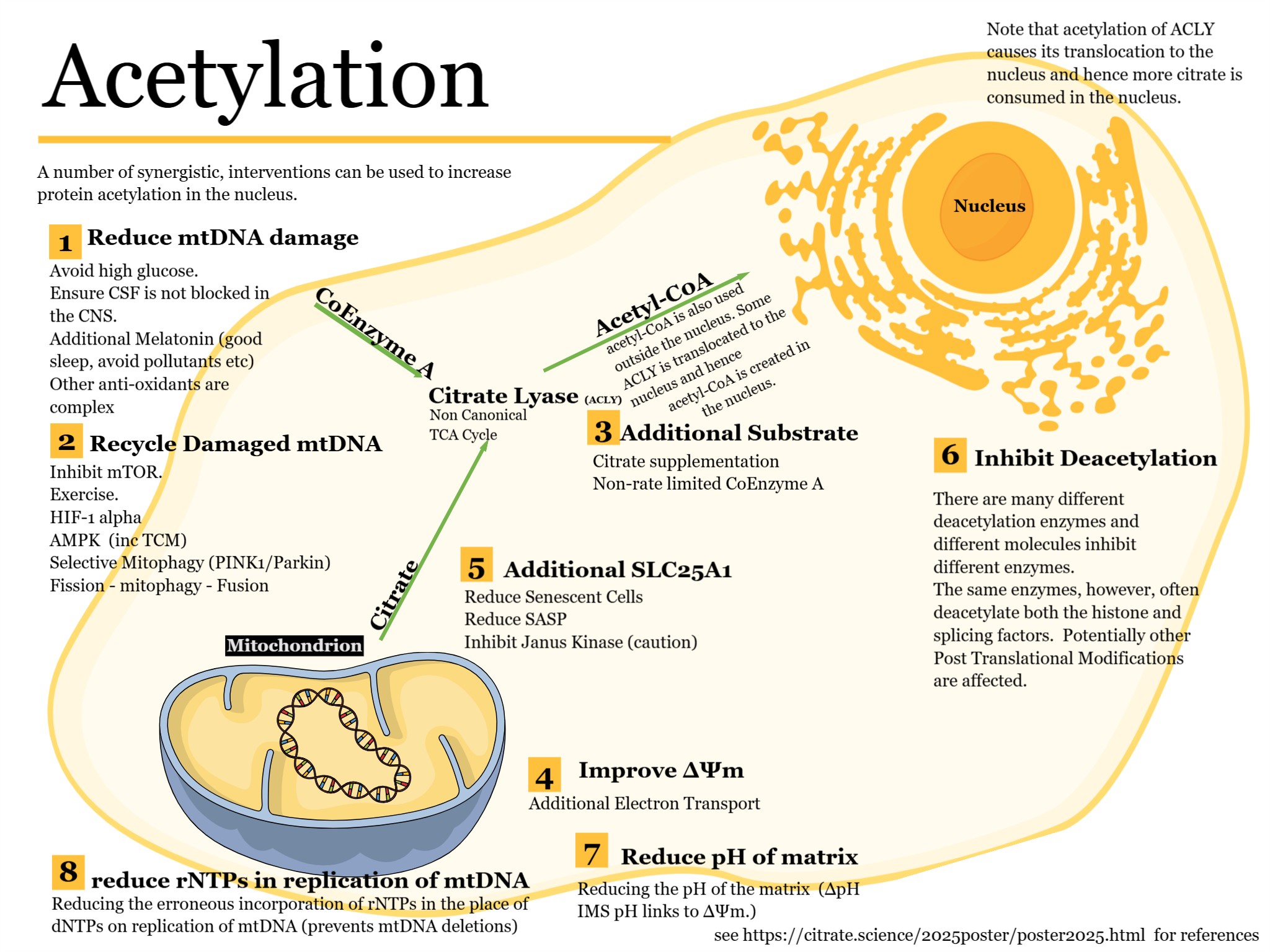 Infographic about acetylation interventions
