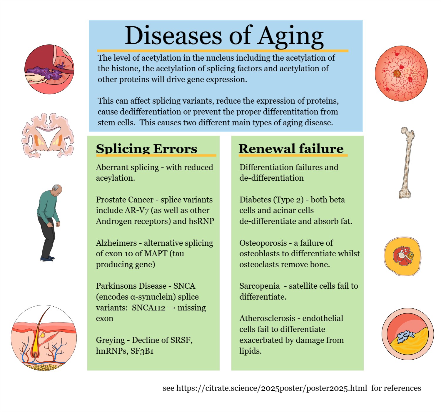 Infographic about the types of mtDNA mutations