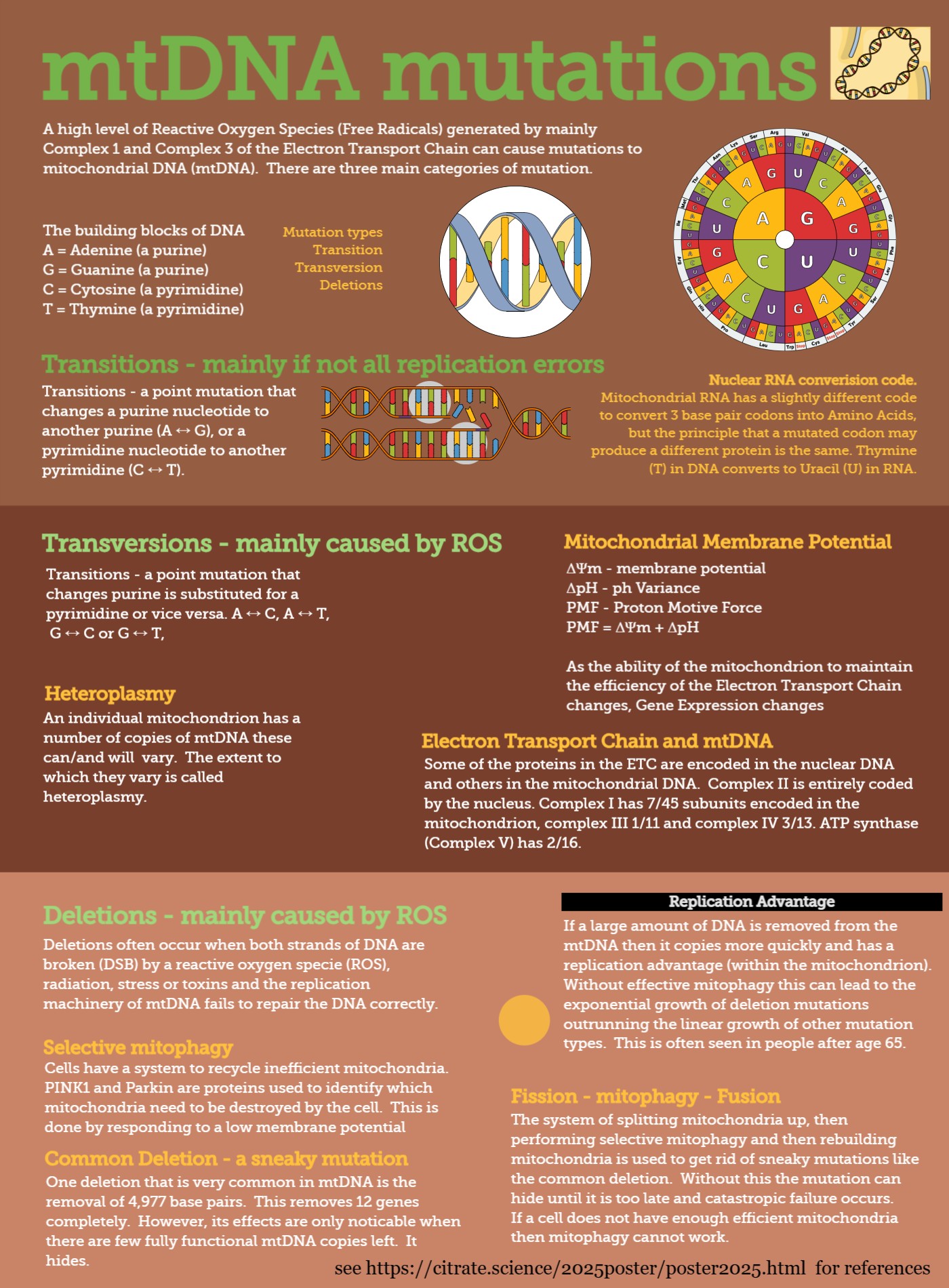 Infographic about the types of mtDNA mutations